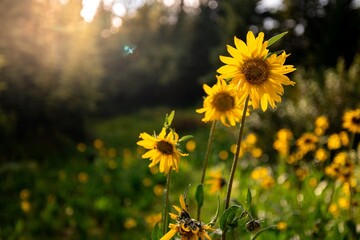 Sunflowers plant blooming on field meadow Colorado nature yellow flower green grass sun shining sunset summer July hike outdoors closeup macro photography background natural color beautiful scene - Powered by Adobe