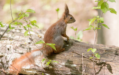 squirrel in the forest