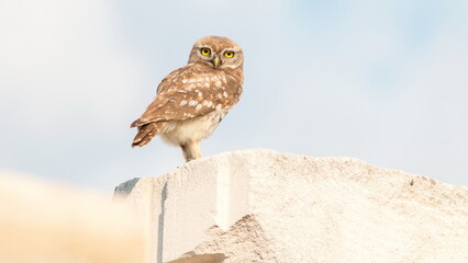 horned owl