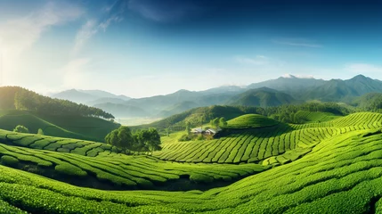 Foto op Aluminium beautiful panorama of the landscape of tea plantations in the rays of the morning sun against the blue sky in the mountains. Generative Ai. © PETR BABKIN