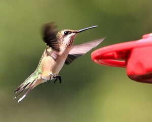 Ruby Throated Hummingbird