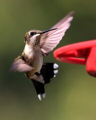 Ruby Throated Hummingbird