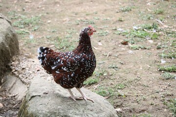 Poule Sussex porcelaine rouge