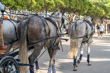 Naklejka na ściany i meble Celebrating Spanish culture, traditional horses dance in Malaga's iconic summer fair, showcasing equestrian excellence in the heart of Andalusia.