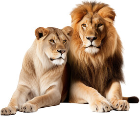 african lion and lioness cuddeling isolated on a white background as transparent PNG, animals