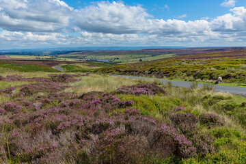 Pott Moor High Road between Lofthouse and Masham in Summertime when the moorland is covered in...