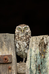 Little Owl.  Scientific name: Athene Noctua.  Close up portrait of a Little owl perched on an old farm gate facing front.  Space for copy.  Little Owl refers to the species and not the size