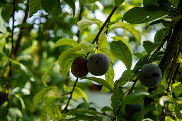 four peach fruit in a tree branch