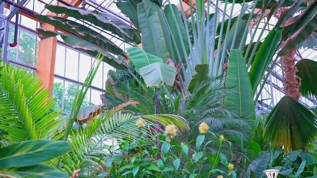 Ravenala madagascariensis palm flowering plants or traveller's tree, traveller's palm or East-West palm from Madagascar slowly moving its leaves while surrounded by various exotic tropical plants.