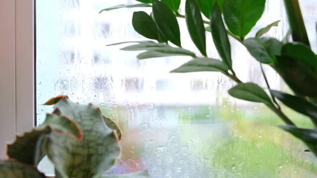 Indoor plants sansevieria and zz plant stand on windowsill, and behind window pane pouring summer rain and blurry house as background. Focus on raindrops.Footage, 4k