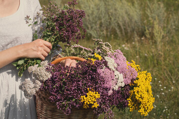 Female hands hold a basket of meadow herbs in summer, close up, selective focus.