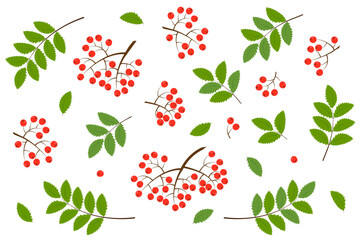 Set of rowan sprig elements for design. Red berries and green leaves, vector. Autumn berries.