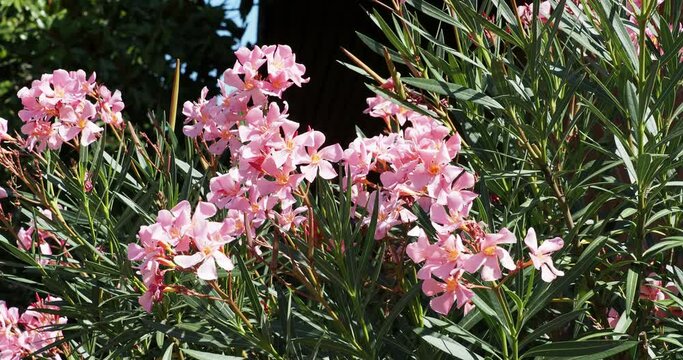 Nerium oleander. Emblematic shrub with greenish to greyish erect  branches, lanceolate-linear glossy green leaves and pink flowers with fringed corolla