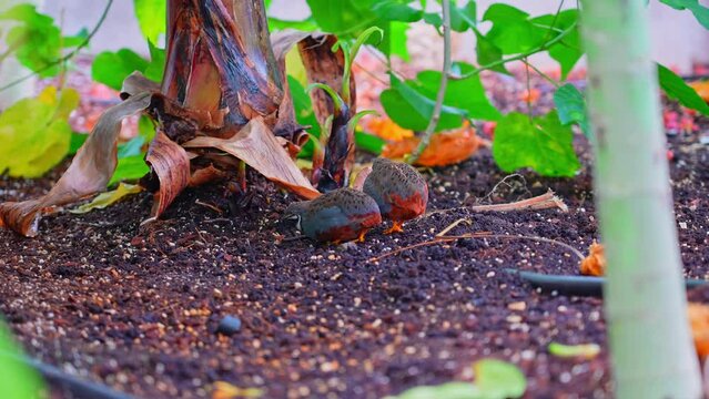 Cute King quails or Asian blue quails in the Gage Park Tropical exotic greenhouse rainforest. Pair of Button quail or Chinese painted quail, small bird of the family Phasianidae.