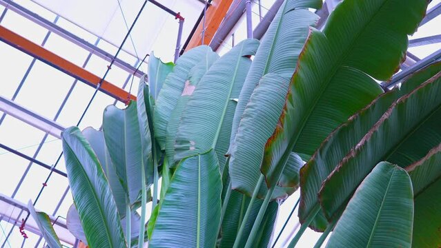 Ravenala madagascariensis palm genus of monocotyledonous flowering plants. Known as the traveller's tree, traveller's palm or East-West palm, from Madagascar. Member of the family Strelitziaceae.