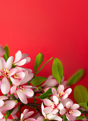 blossom in spring with red background with flowers, copy space