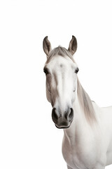 Obraz na płótnie Canvas A beautiful horse photo, white background