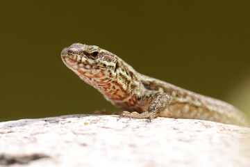 lézard des murailles au soleil sur une pierre