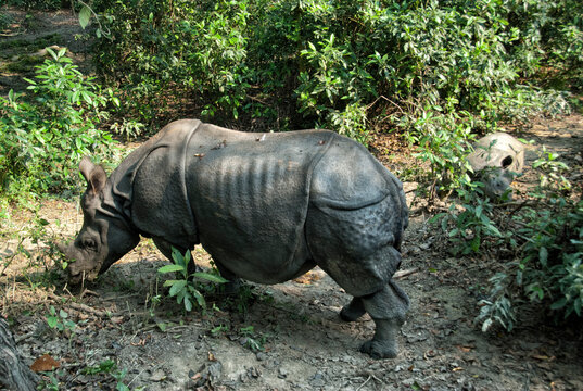 Chitwan National Park (CNP), Nepal, Asia - One horned Rhino (Rhinoceros unicornis) in nature, UNESCO World Heritage