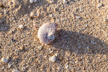 Beautiful white shell on the sand in the sun. A powerful concept for travel
