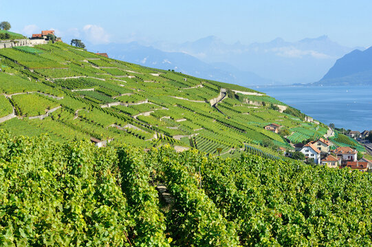 Villette, Lavaux-Oron, canton Vaud, Switzerland, Europe - vineyards on terraces - UNESCO world heritage, Lake Geneva shore, Lac Leman, Swiss Riviera, Swiss Alps in background