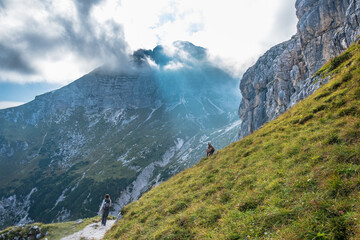 Steinbocks in the Julian alps