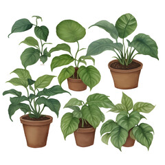 Fototapeta premium plant in pots