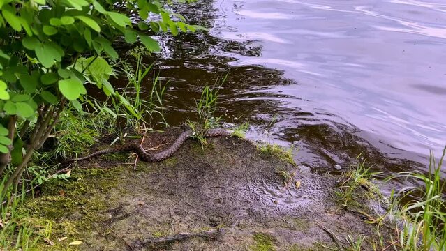 snake grasping prey small fish trying to crawl out