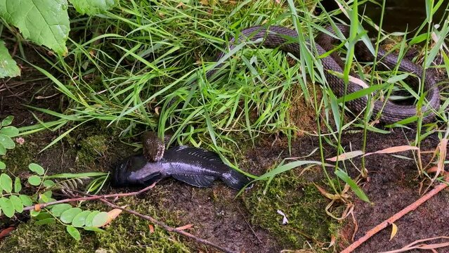 the snake has grabbed a fish with its teeth and is trying to swallow it