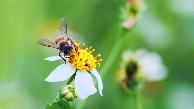 A bee on a flower just looking for nectar in a flower, video for nature background
