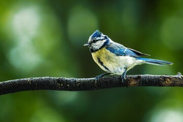 Fototapeta premium Blue tit bird perched on a branch of a tree in a natural outdoor setting