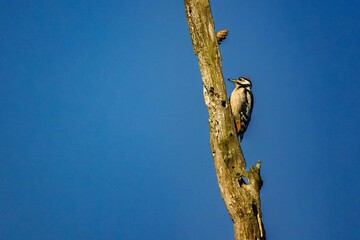 Beautiful great spotted woodpecker bird perched on a tree branch against a blue sky