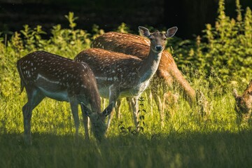Peaceful scene of three deer grazing on a rural grassy field