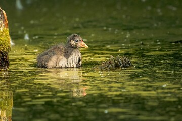 Tranquil scene of a fluffy wet baby duck swimming on a pond