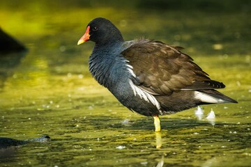 Closeup shot of a common moorhen bird wading in a green pond