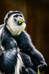 Curious Mantled guereza monkey perched on its back, eating food in its zoo enclosure