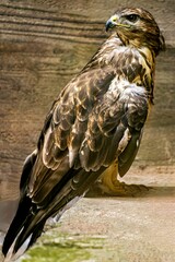 Common buzzard bird perched on the ground