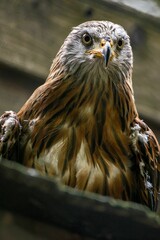Closeup of a common buzzard bird