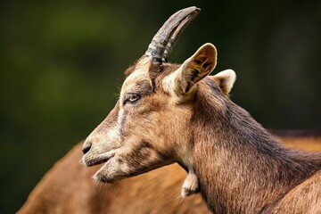 Brown goat in a grassy field, gazing inquisitively off to the side