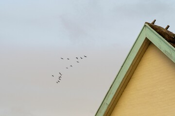 Group of birds soaring through the clear blue sky above a traditional two-story home