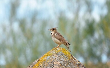Small Thekla Lark bird perched atop a large boulder