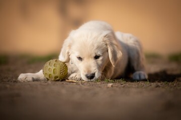 Closeup shot of an adorable golden retriever puppy playing in a park