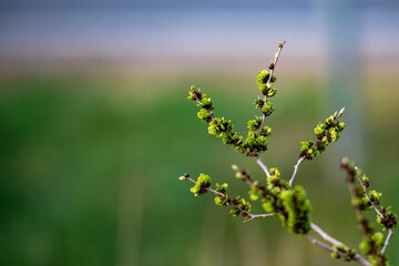 Selective focus shot of elm tree branches with green buds