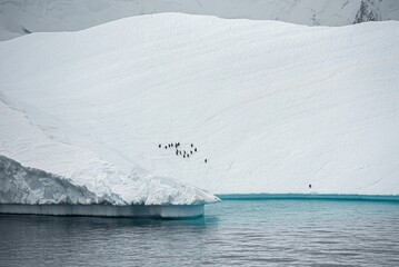 Stunning view of a group of penguins standing atop a snow-covered iceberg in Antarctica