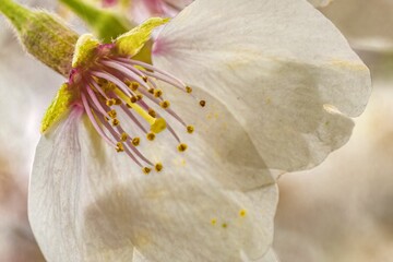 Closeup of a white blooming flower on an apple tree