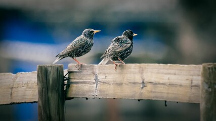 Starlings perched on a wooden fence, one gazing off into the horizon
