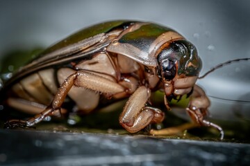 Macro shot of a Swimmer perched on a ledge in a body of water
