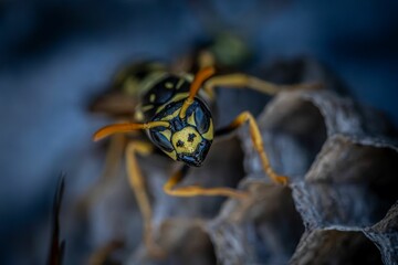 a yellow and black bee on its nest near some dark material