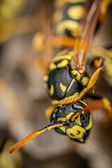 Close-up of two wasps perched atop a branch, consuming a plant in unison