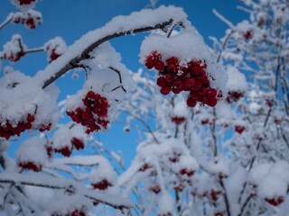 berries are covered with snow and sitting in the trees behind